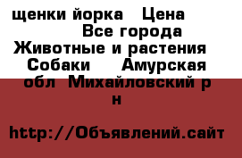 щенки йорка › Цена ­ 15 000 - Все города Животные и растения » Собаки   . Амурская обл.,Михайловский р-н